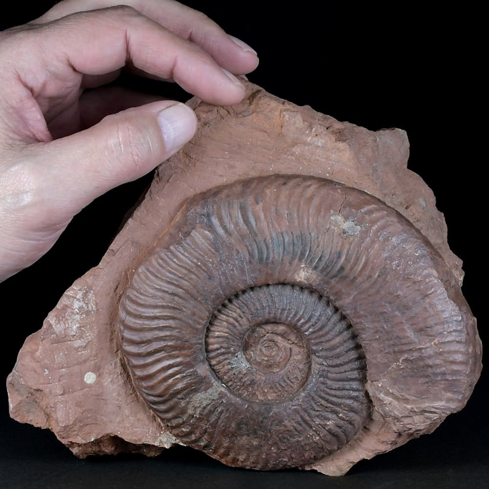 Großer Lias Ammonit Protogrammoceras aus Österreich