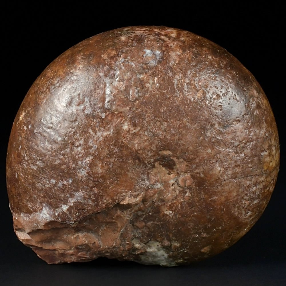 Trias Ammonit Arcestes aus dem Salzkammergut