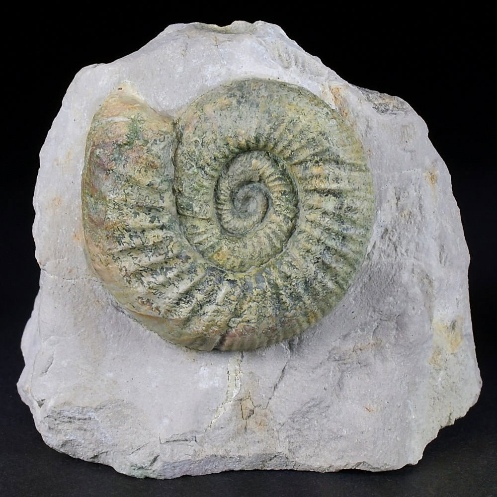 Versteinerter Ammonit Orthosphinctes aus der Oberpfalz