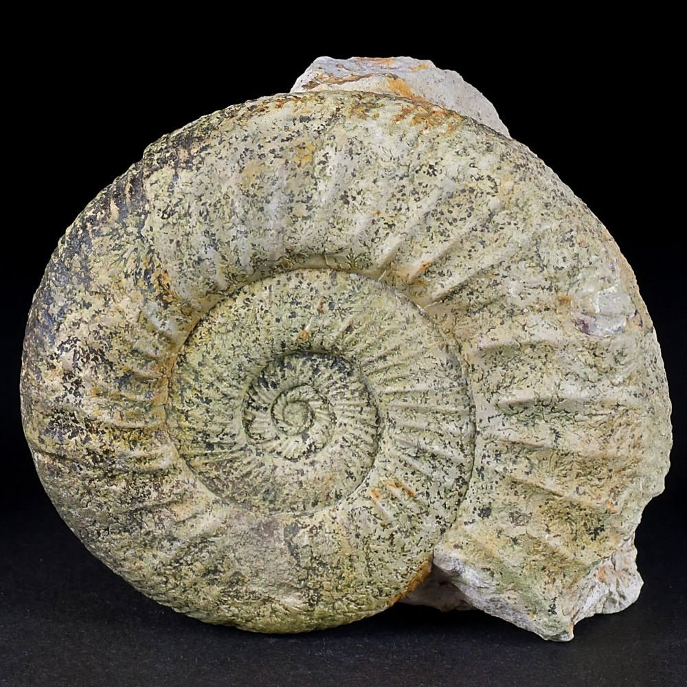 Jura Ammonit aus dem Steinbruch Bischberg