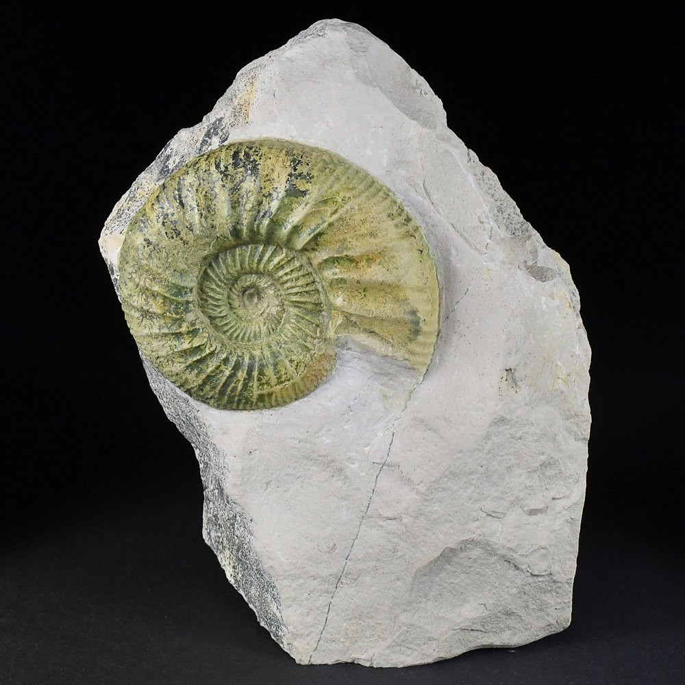 Ammonit Orthosphinctes von Bischberg in Deutschland