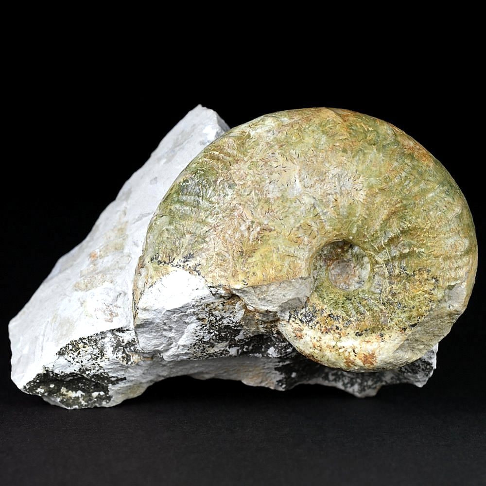 Ammoniten Deutschland Taramelliceras aus Bischberg