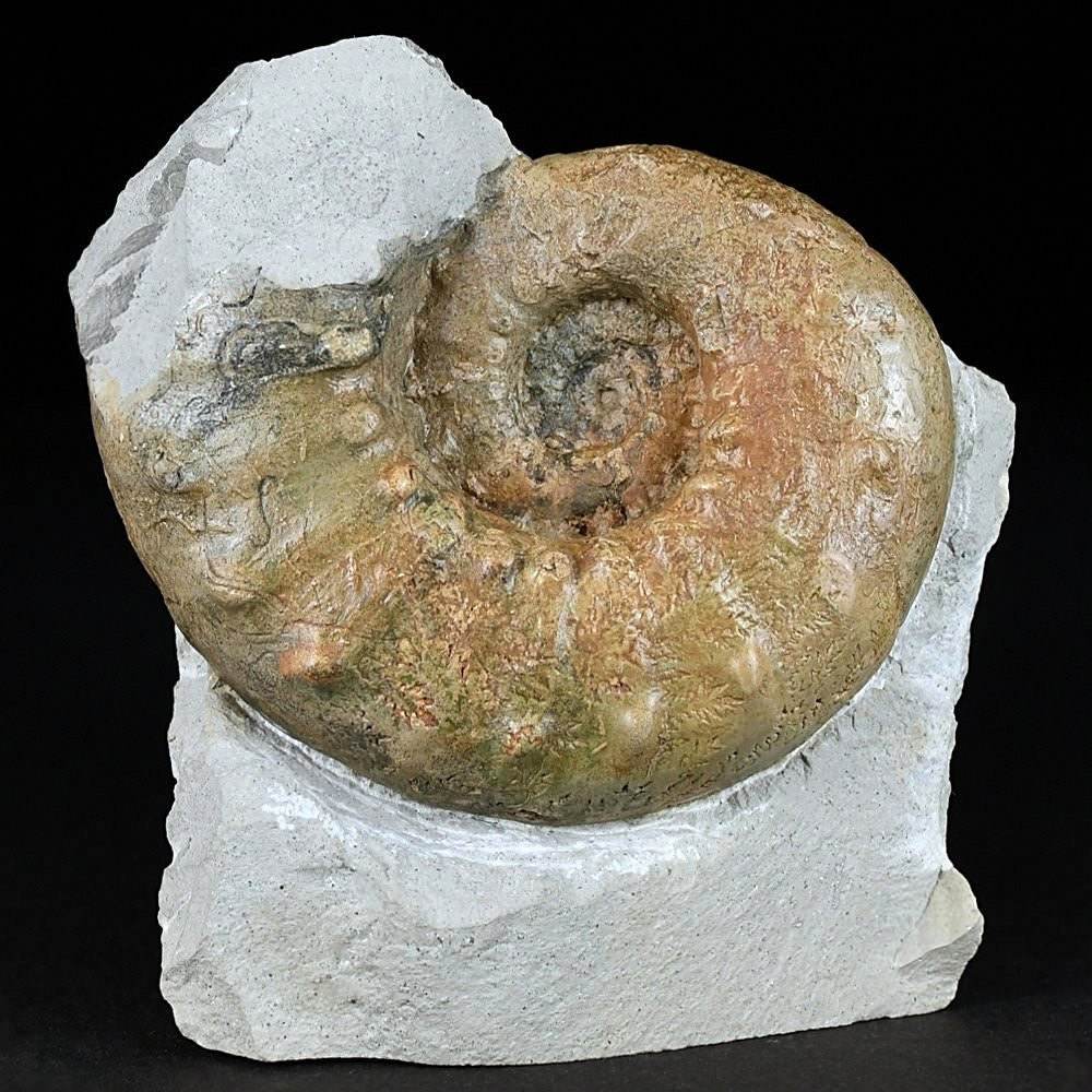 Seltenr Jura Ammonit Clambites hypselus aus Drügendorf
