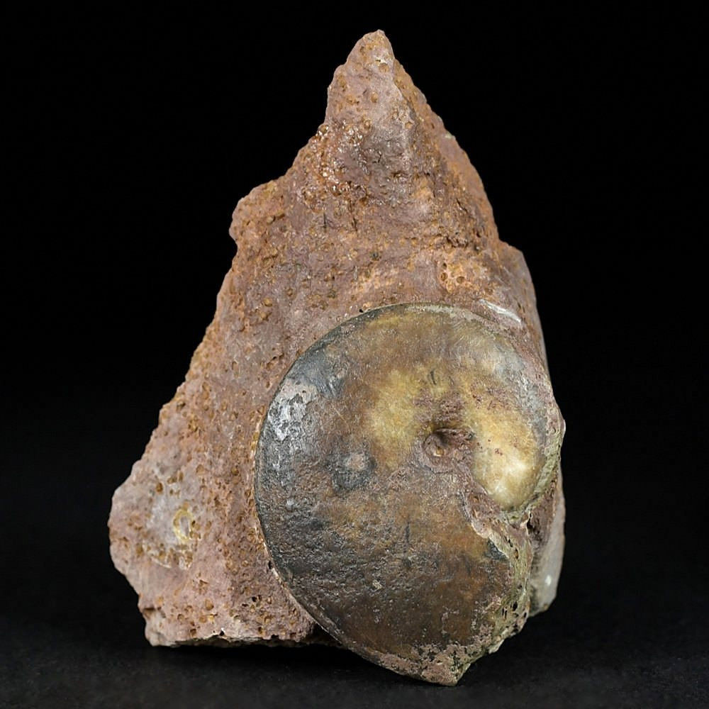 Schöner Jura Ammonit Oxycerites aus Sengenthal Deutschland