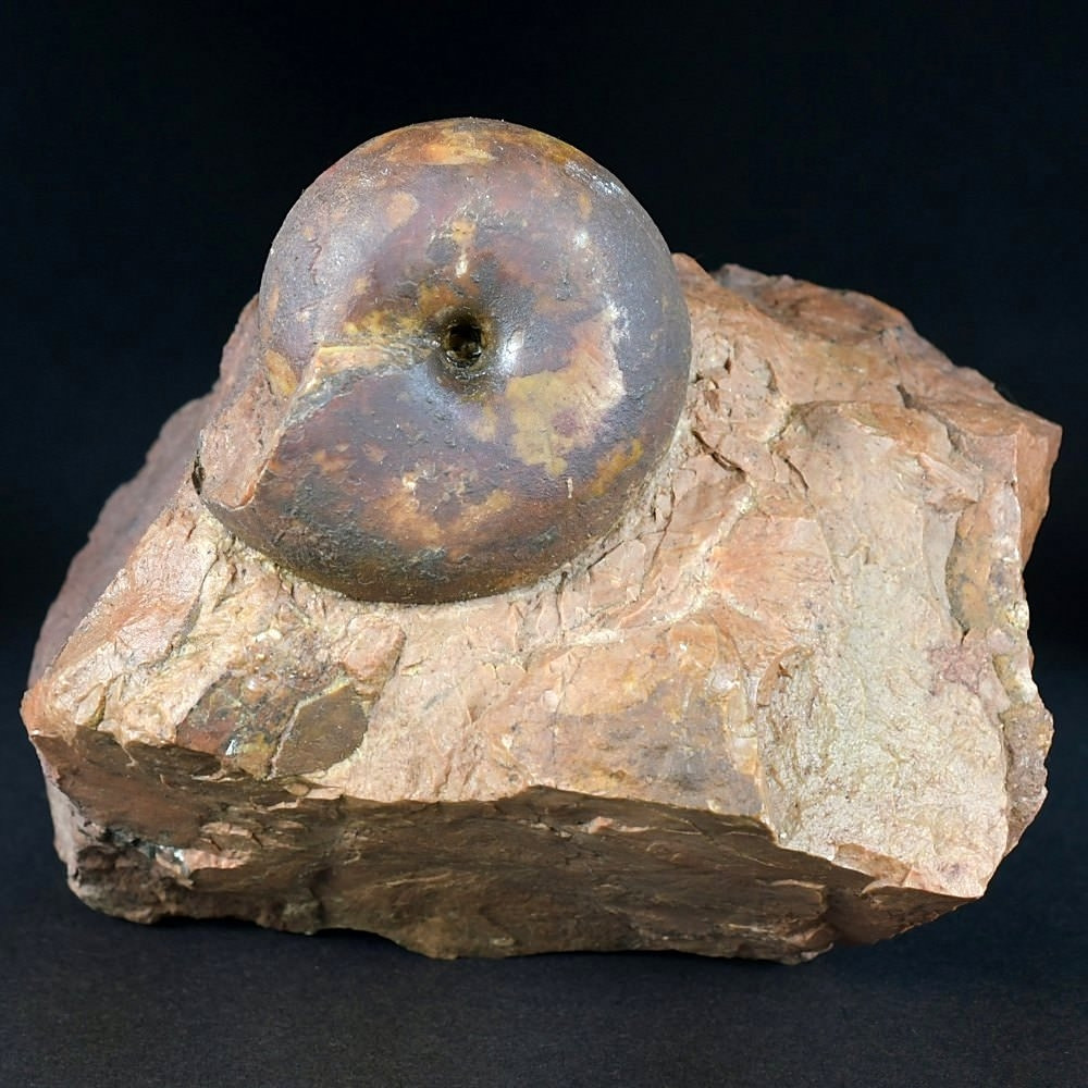 Fossilien versteinerter Trias Ammonit Arcestes sp. aus Österreich