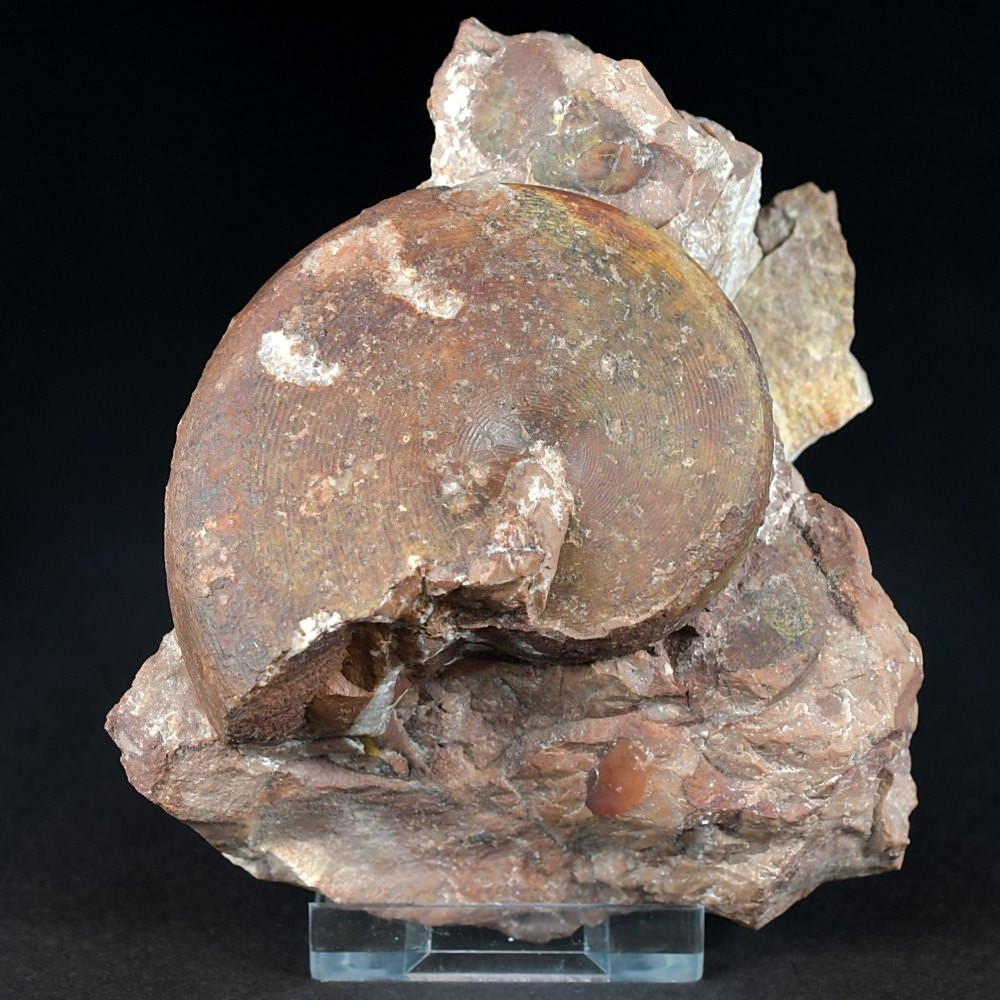 Versteinerter Trias Ammonit aus dem Salzkammergut Cladiscites neortus