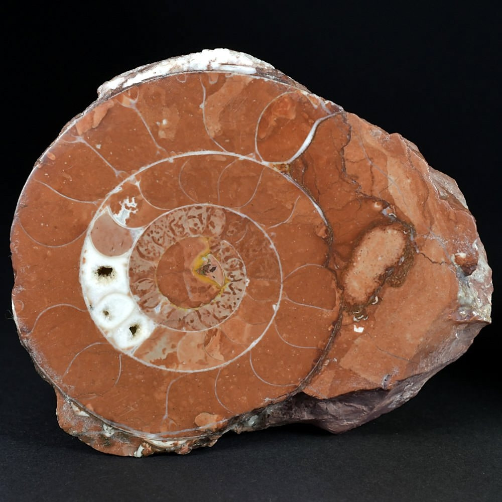 Trias Ammonit Arcestes sp. angeschliffen aus Österreich