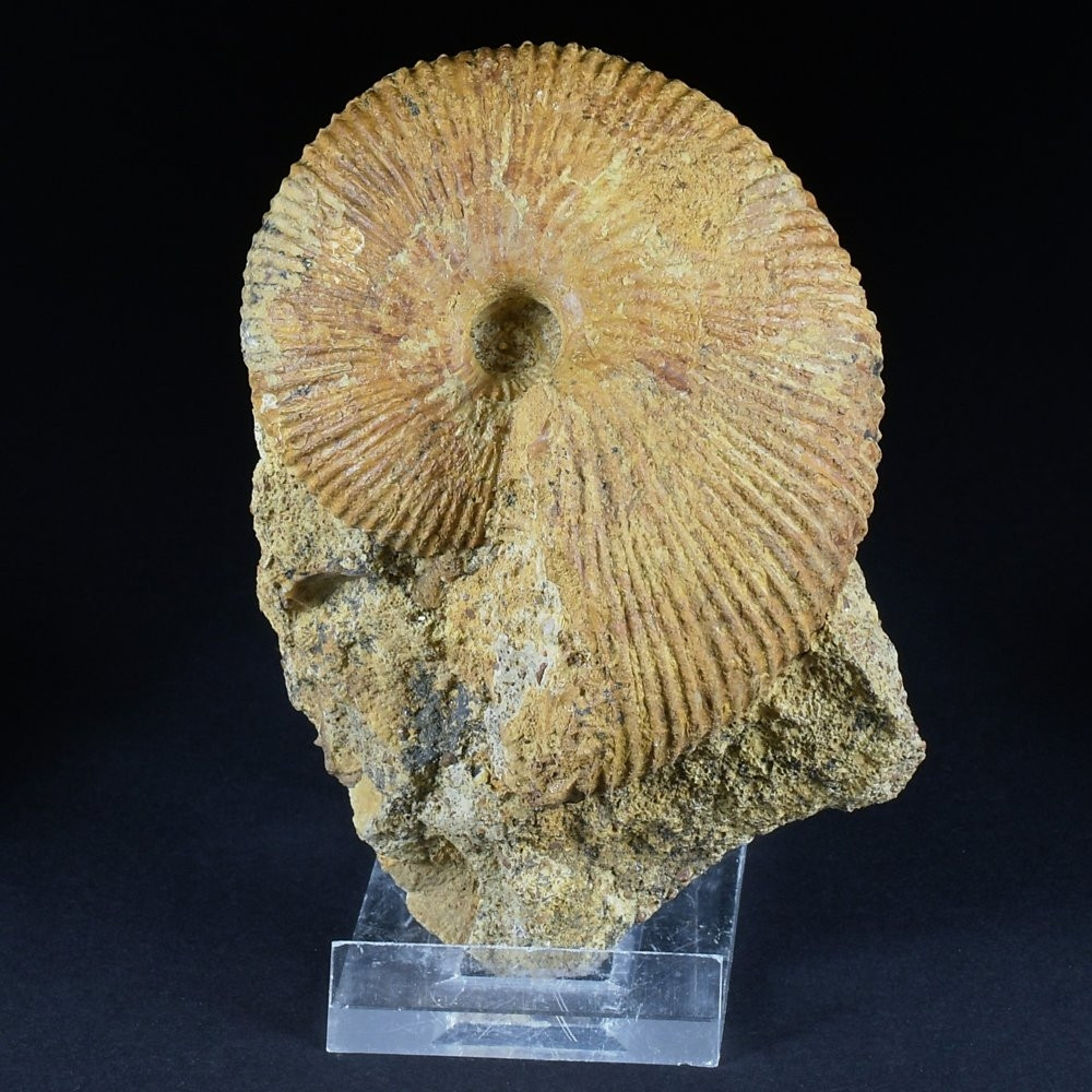 Schöner Ammonit Macrocephalites aus dem Oolith von Polen