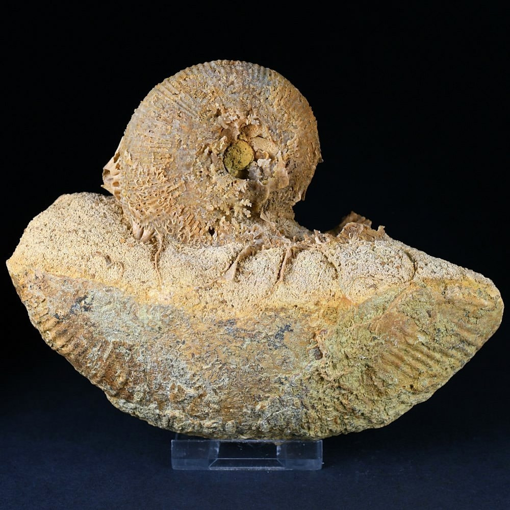 Ammonit Macrocephalites aus dem Jura