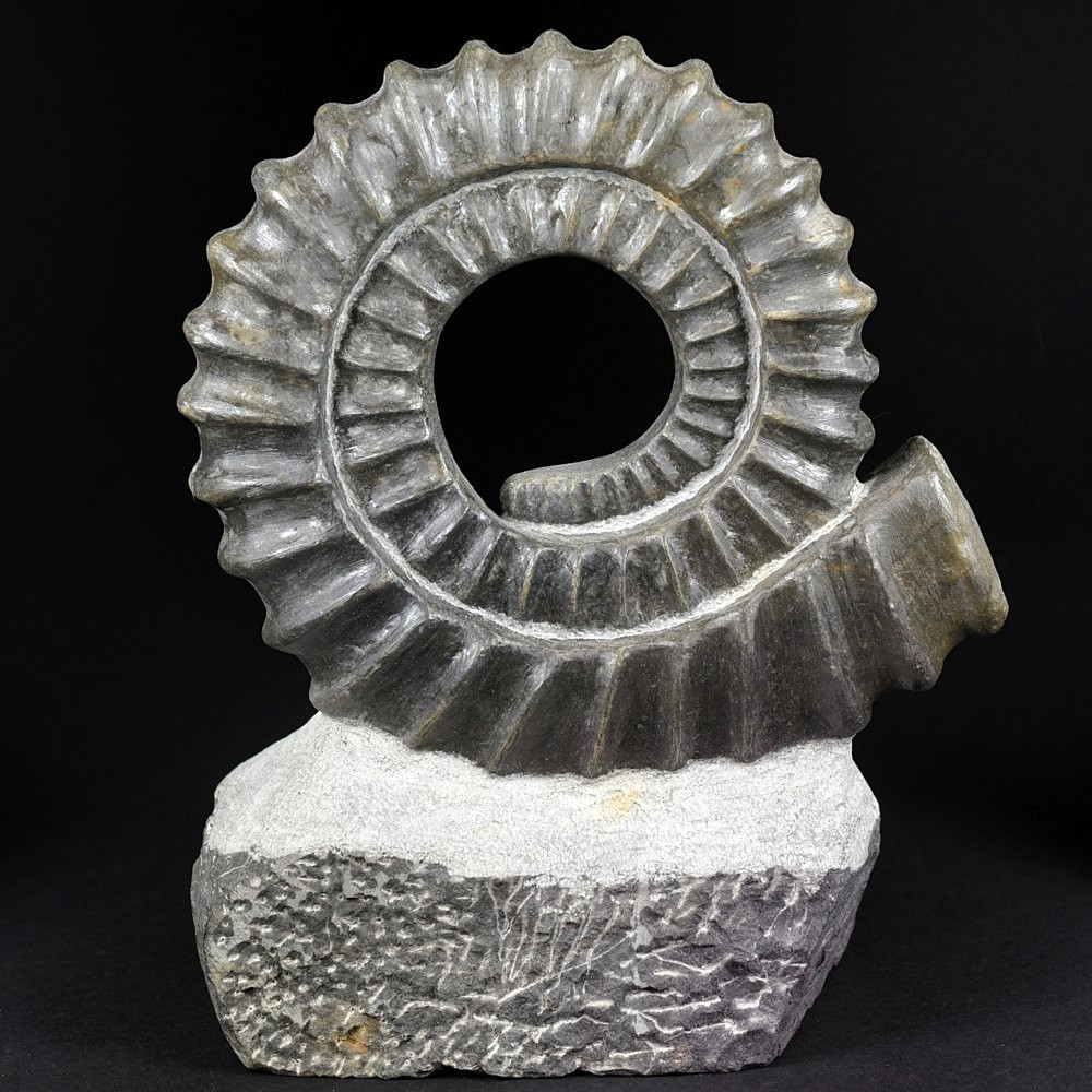 Eindrucksvoller heteromorpher Devon Ammonit Anetoceras