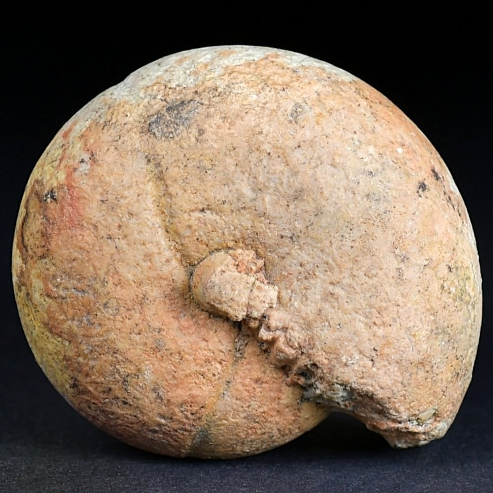 Ammonit Arcestes sp. aus Timor