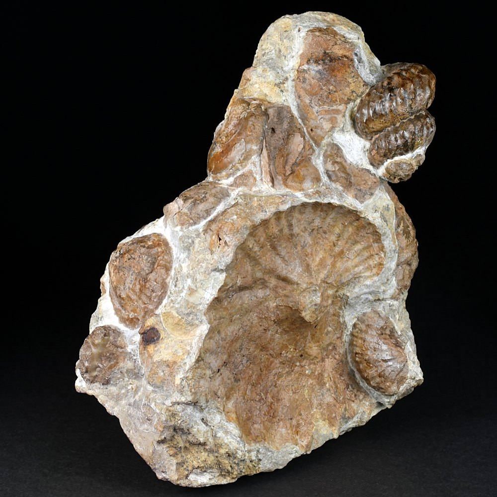 Seltener heteromorpher Ammonit Turrilites aus der Unterkreide, Ungarn