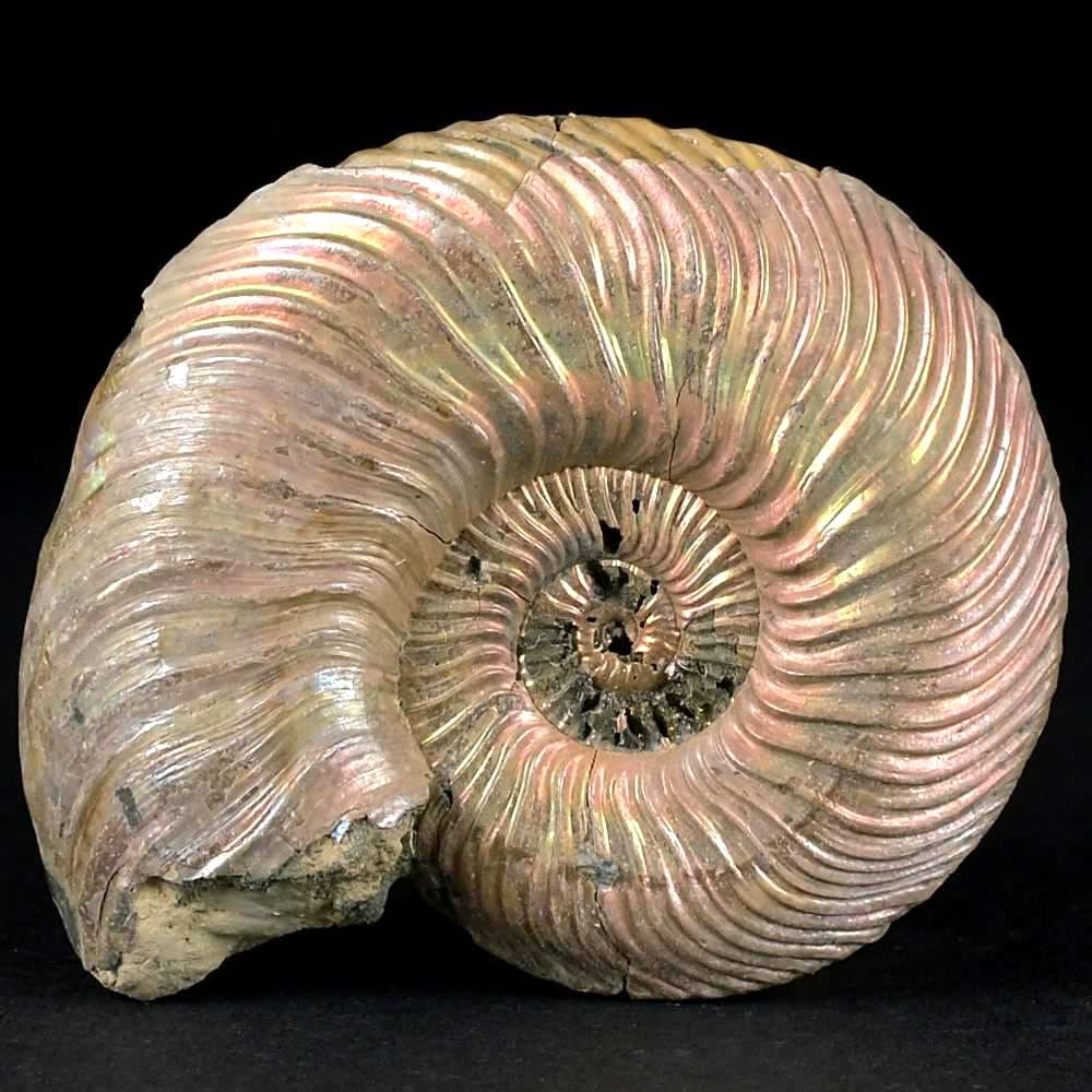 Perlmutt Ammonit Quenstedtoceras lamberti aus Russland