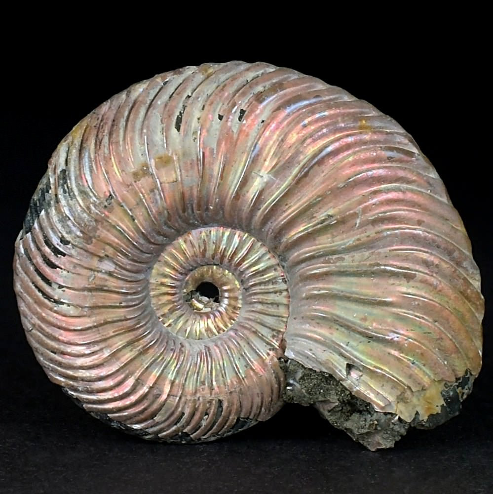 Schöner Perlmutt Ammonit Quenstedtoceras 