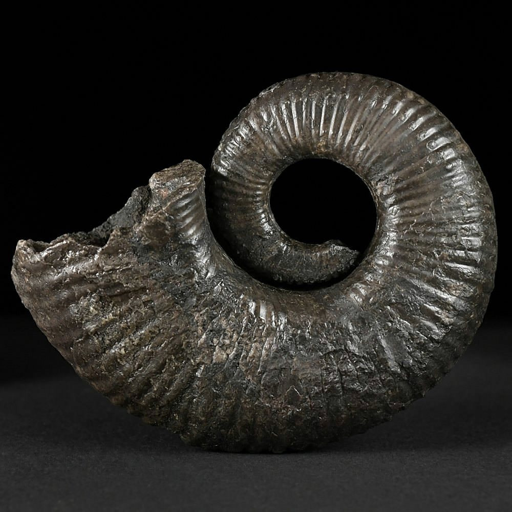 Ammoniten Rarität Petioceras sp. Unterkreide Kolumbien