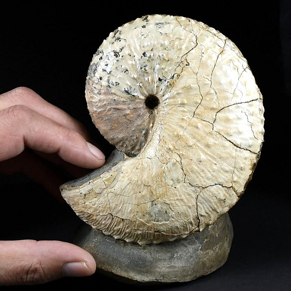 Perlmutt Ammonit Discoscaphites gulosus aus South Dakota