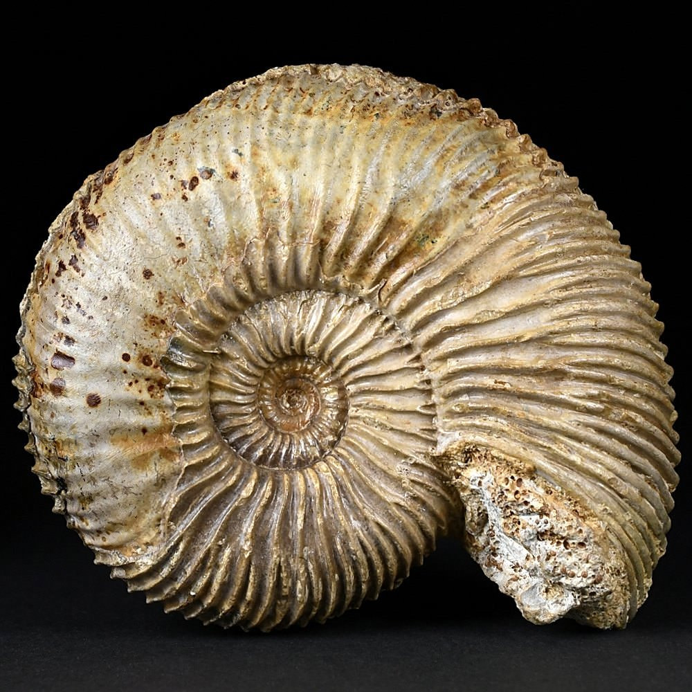 Jura Ammonit Perisphinctes sp. aus Evrecy, Frankreich