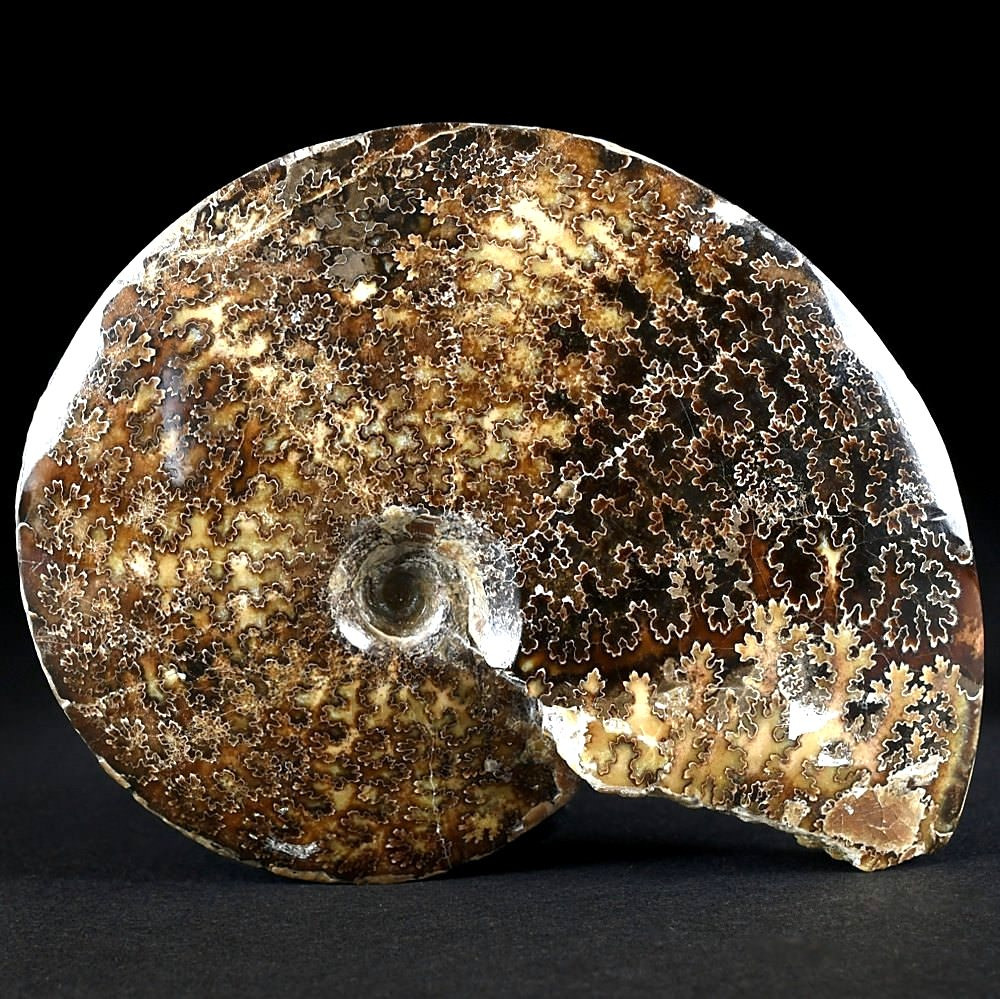 Schöner versteinerter Ammonit Placenticeras meeki aus South Dakota