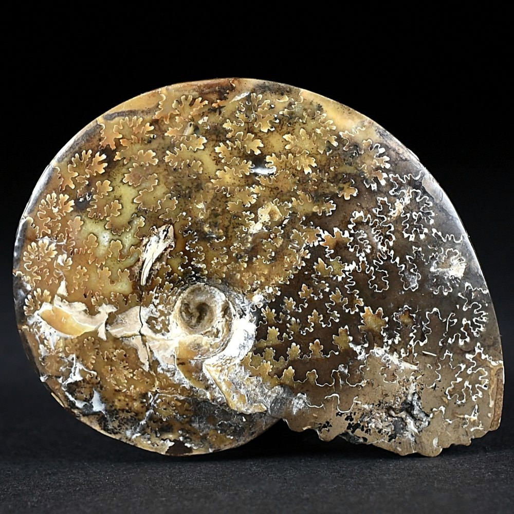 Ammonit Placenticeras meeki aus South Dakota zum Kaufen