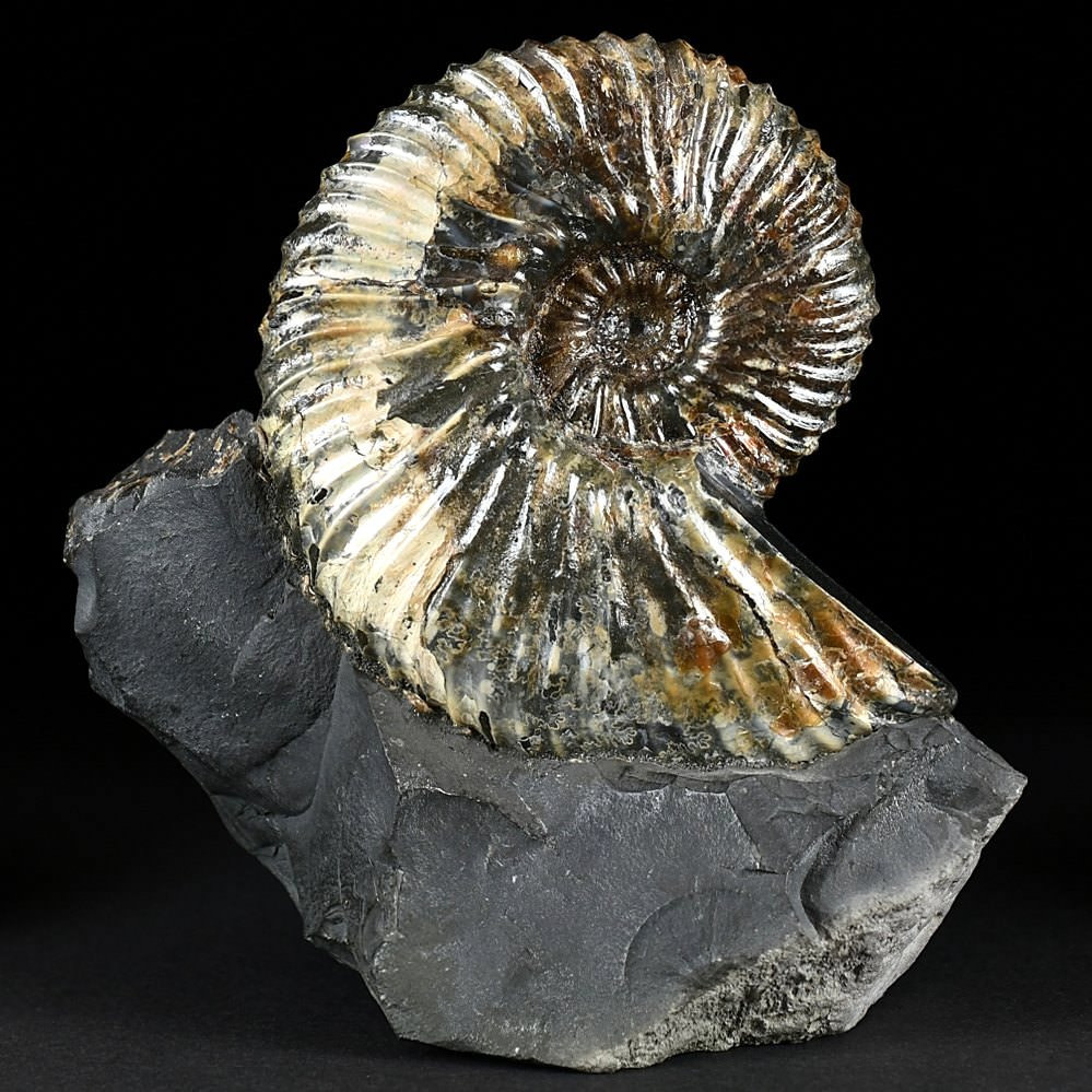 Irisierender Ammonit Deshayesites imitator aus der Kreidezeit