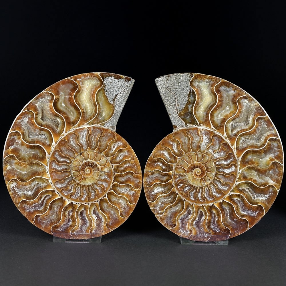 Ammoniten Paare Cleoniceras aus der Kreidezeit von Madagaskar