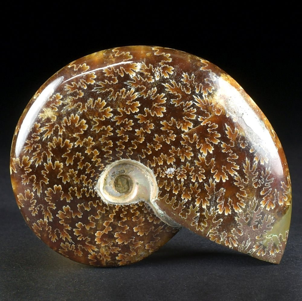 Fossilien aus Madagaskar Ammonit Cleoniceras