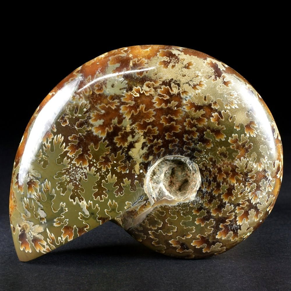 Madagaskar Ammonit Cleoniceras besairiei