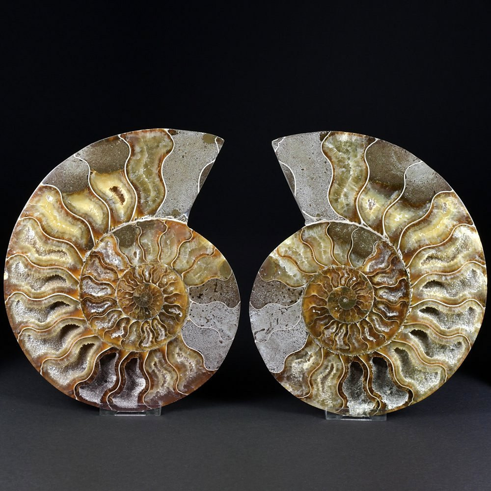 Großes Ammoniten Paar Cleoniceras aus Madagaskar