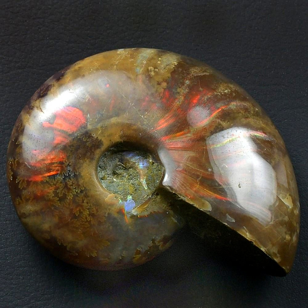 Schöner rötlicher Ammonit Cleoniceras aus Madagaskar