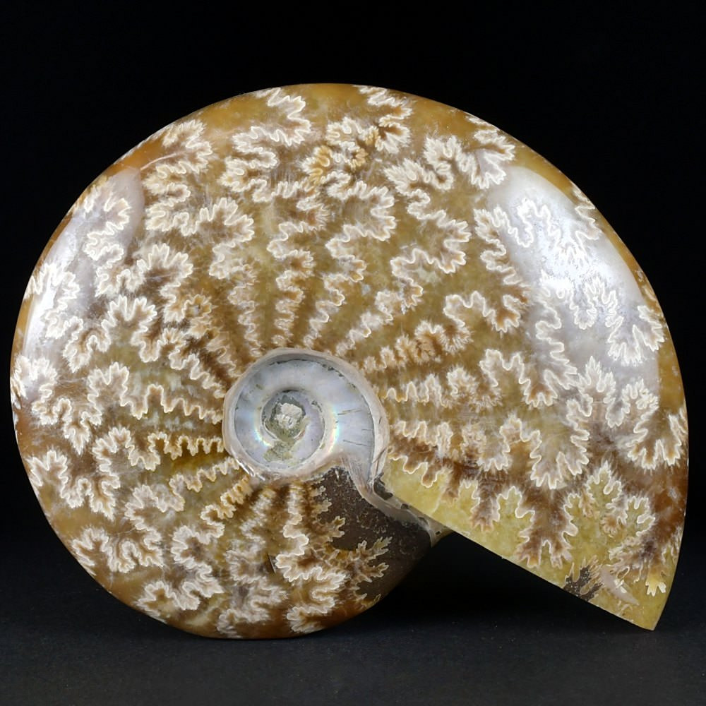 Schöner Ammonit poliert aus Madagaskar Cleoniceras besairiei