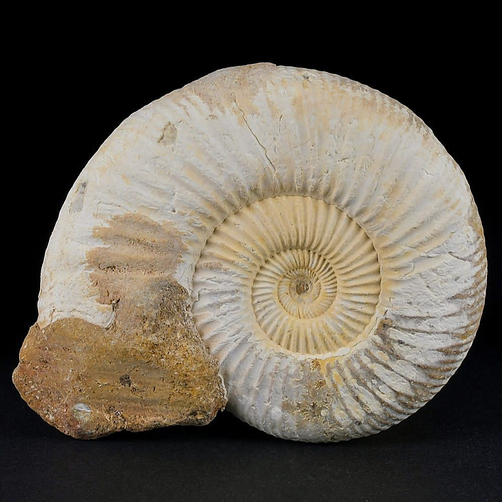 Madagaskar Ammonit Divisosphinctes besairiei (Perisphinctes)