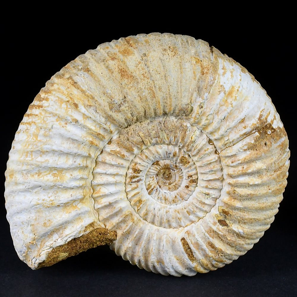 Fossilien Ammoniten Madagaskar Divisosphintes Perisphinctes