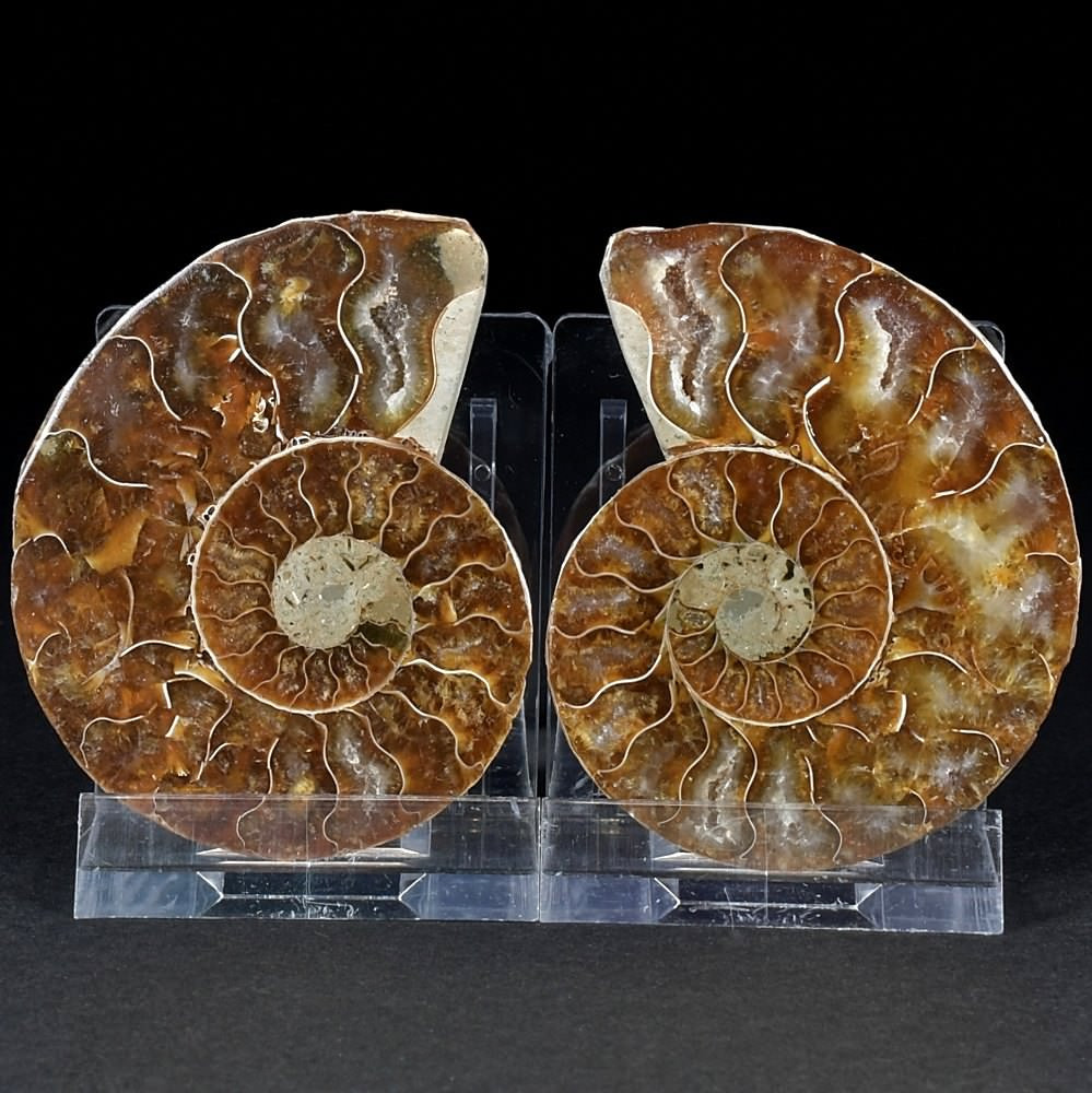 Fossilien Geschenke Ammoniten Pärchen aus Madagaskar