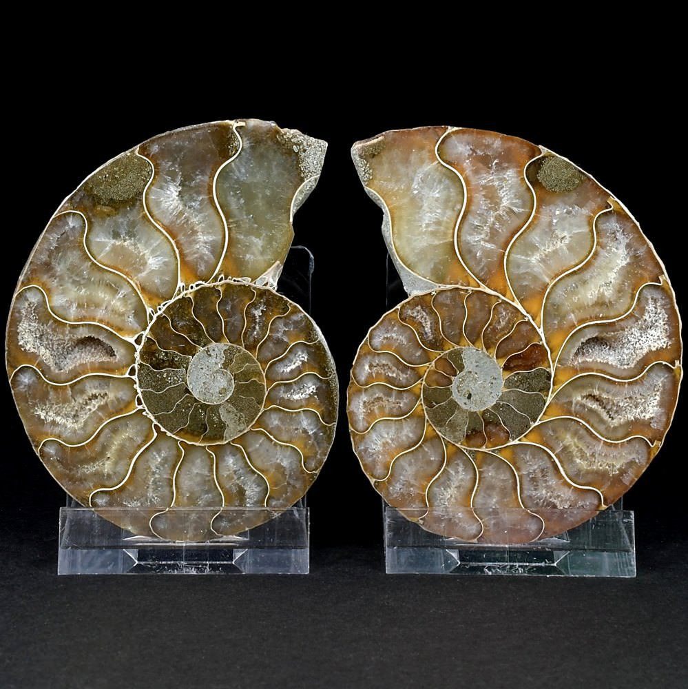 Madagaskar Ammoniten Pärchen aus der Kreidezeit