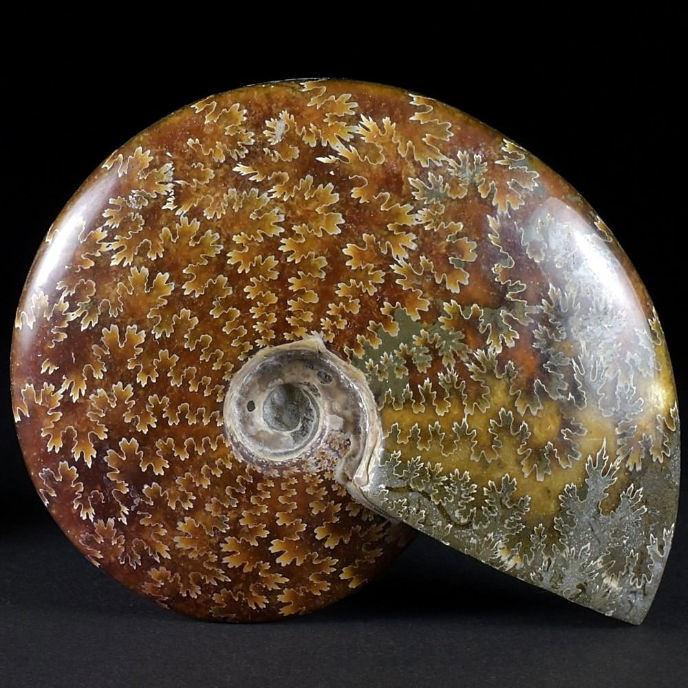 Fossilien versteinerter polierter Ammonit Cleoniceras aus Madagaskar