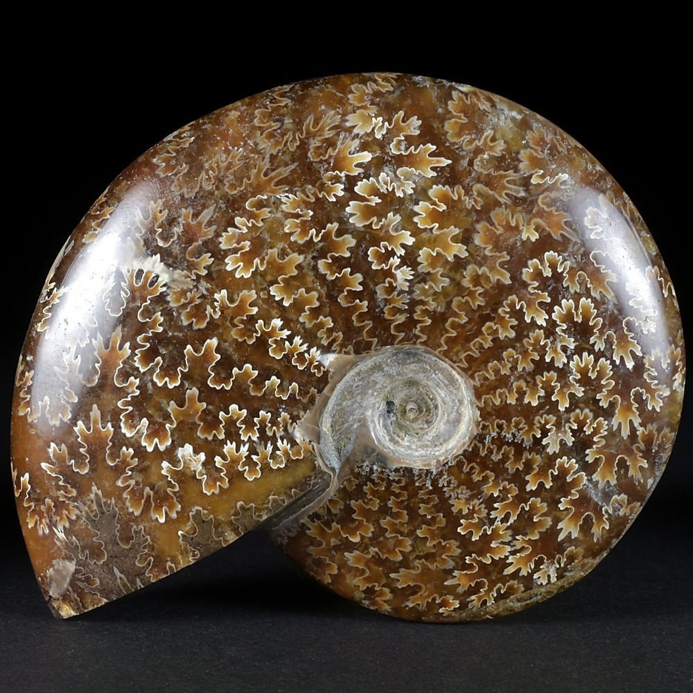 Ammoniten poliert aus Madagaskar Cleoniceras besairiei