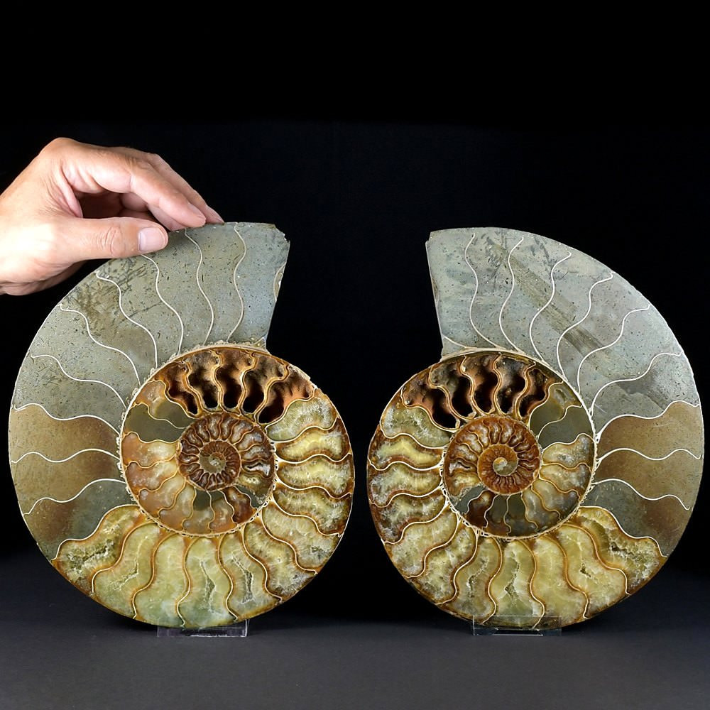 Riesiges Ammoniten Paar Cleoniceras Unterkreide von Madagaskar