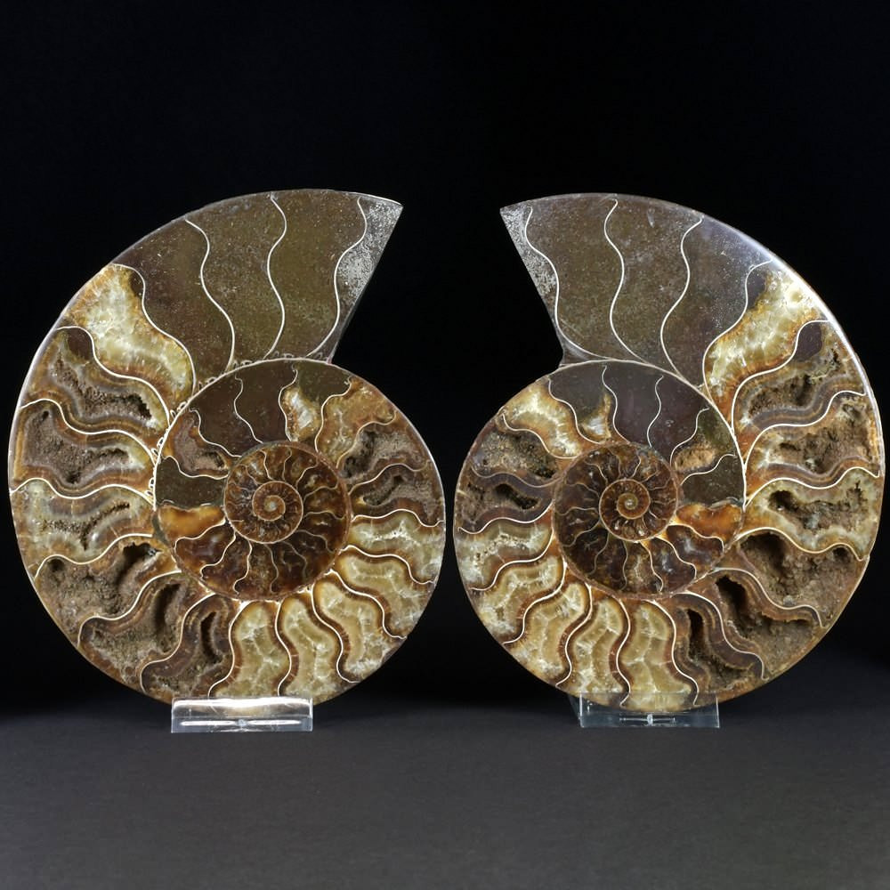 Geschenksidee versteinertes Ammoniten Paar aus der Kreidezeit Madagaskar