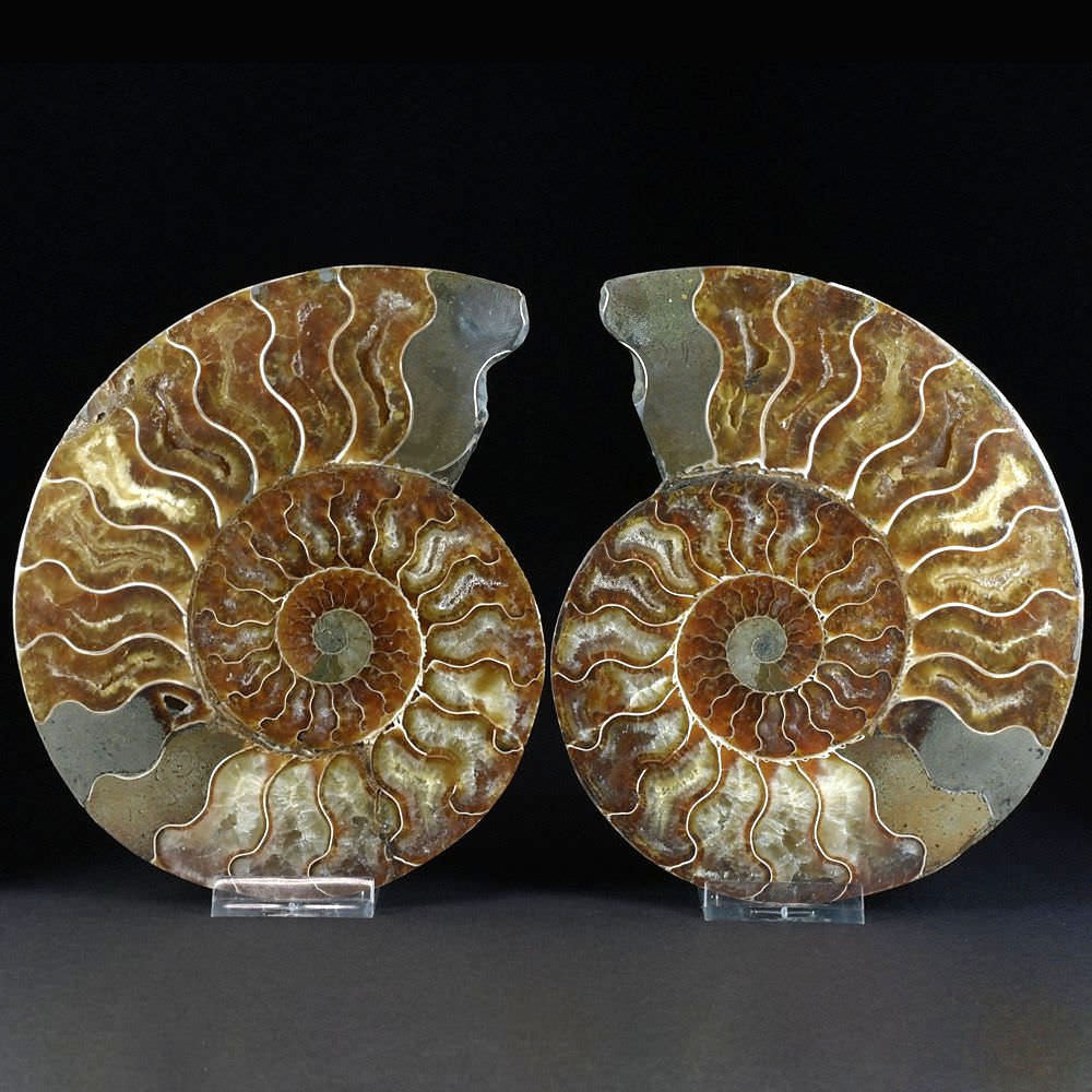 Schönes dekoratives Ammoniten Paar Cleoniceras aus Madagaskar