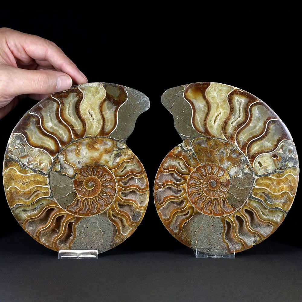 Fossilien großes Ammoniten Paar aus der Kreidezeit von Madagaskar