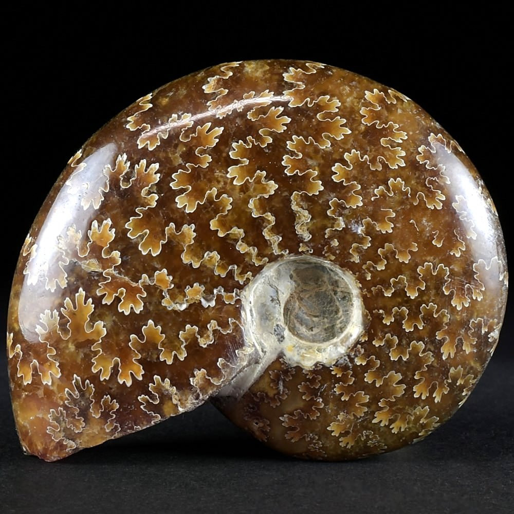 Fossilien aus Madagaskar polierter Ammonit Cleoniceras