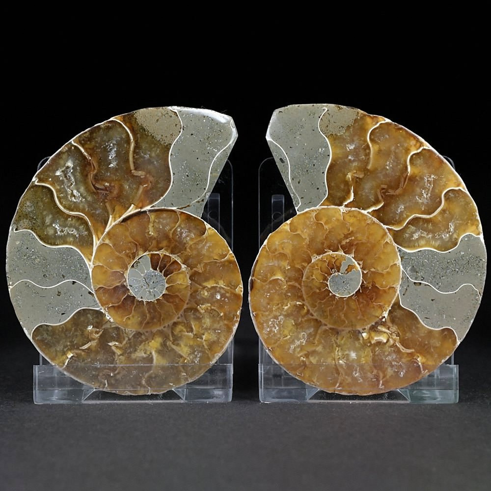 Ammoniten Paar poliert aus der Kreidezeit von Madagaskar
