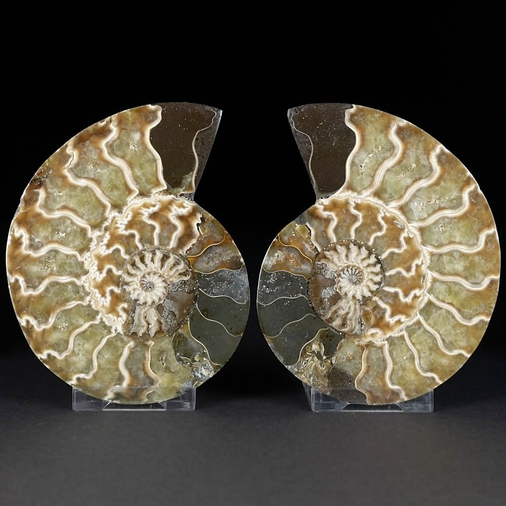 Tolles versteinertes Ammoniten Paar aus der Kreidezeit von Madagaskar