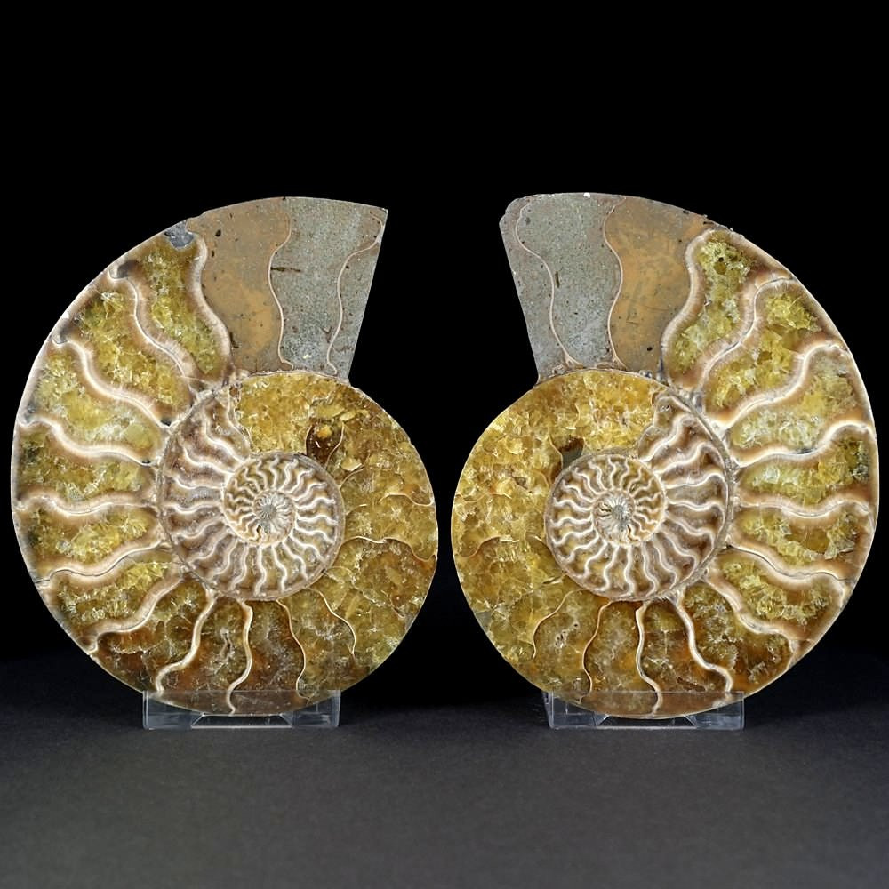 Schönes versteinertes Ammoniten Paar Cleoniceras sp. aus Madagaskar