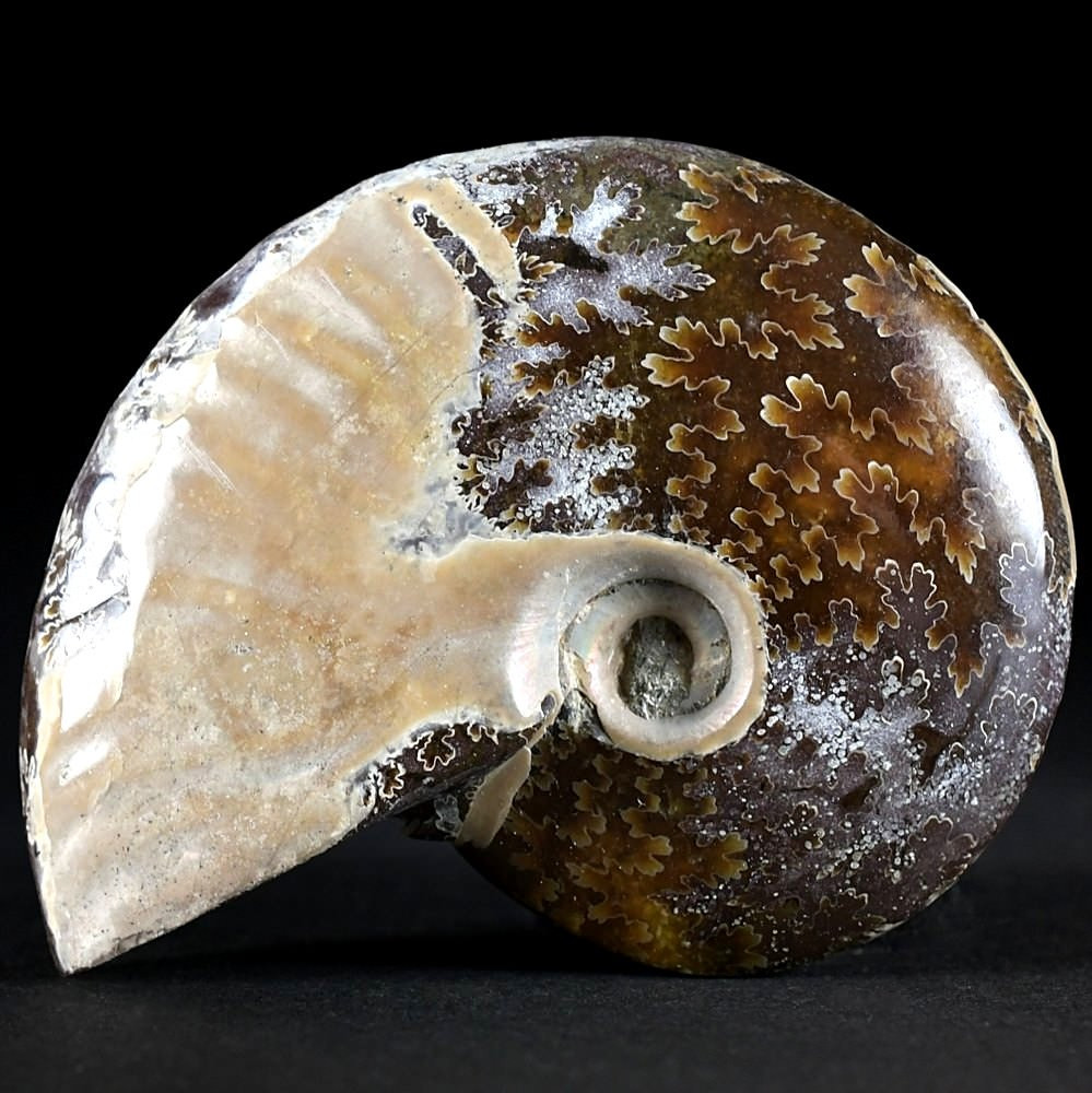 Madagaskar Ammonit poliert mit original Schalen