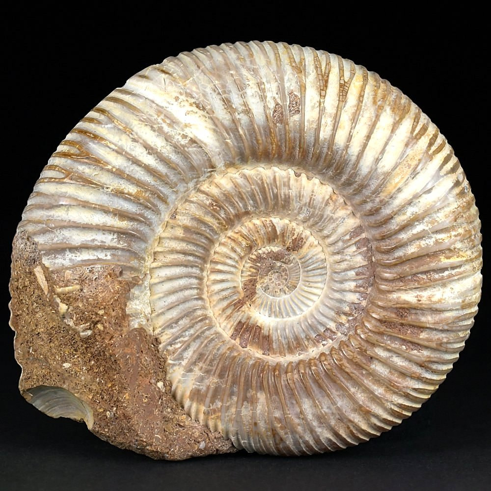 Fossilien Madagaskar Ammoniten Kranaosphinctes Divisosphinctes