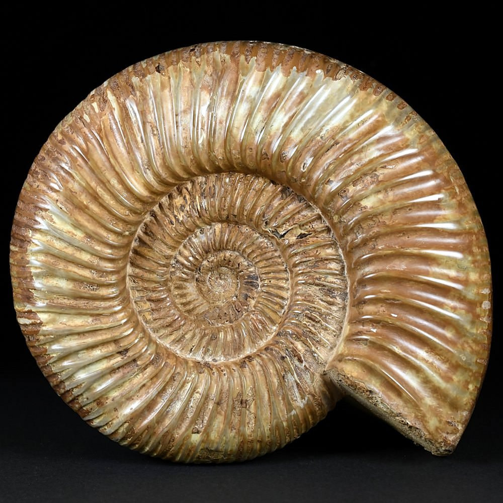 Schöner großer Jura Ammonit Divisosphinctes aus Madagaskar