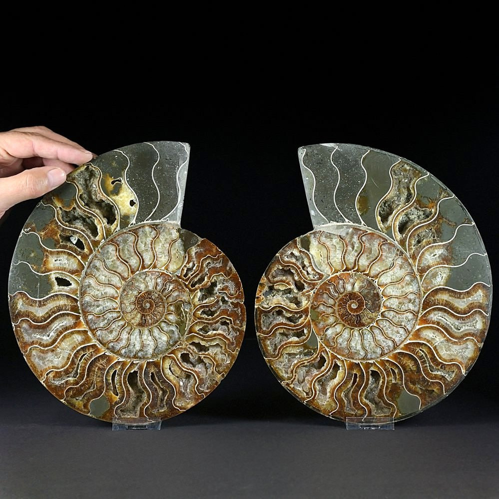 eindrucksvolles XXL Ammoniten Paar Cleoniceras aus der Kreidezeit