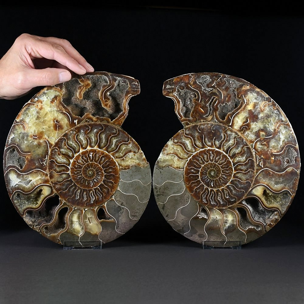 Wunderschönes XXL Ammoniten Paar Cleoniceras aus der Kreidezeit