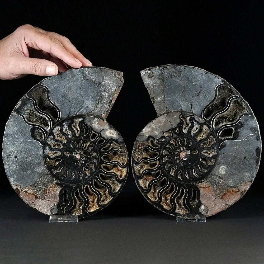 XXL Ammoniten Paar Cleoniceras seltene schwarze Färbung